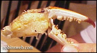 maryland blue crab claw at robinsweb.com