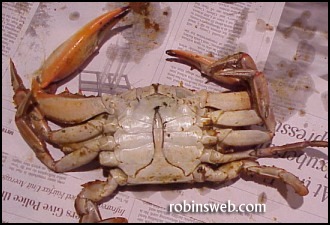 male crab apron at robinsweb.com
