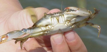 baby maryland blue claw crab, assawoman bay ocean city