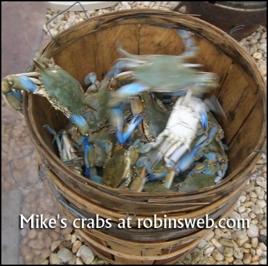Tred Avon Blue Crabs